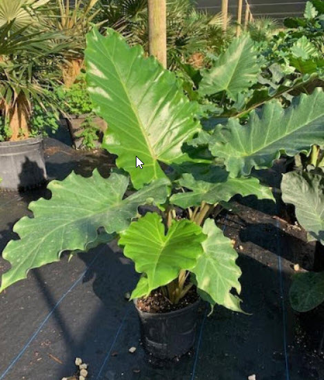 Portora Alocasia